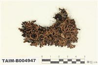 藏品(綿腹衣屬)的圖片